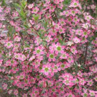 Syzygium 'Crimson Lights' Lilly Pilly is a dense shrub with narrow, pointed leaves and clusters of small pink flowers with green centers. Available in a 6" pot.