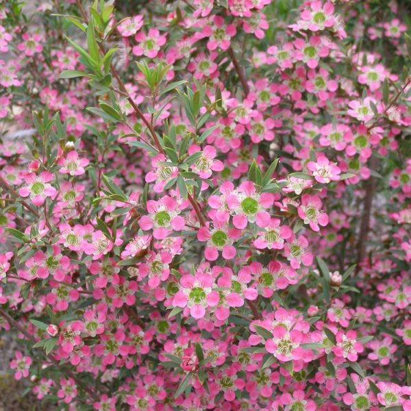 Syzygium 'Crimson Lights' Lilly Pilly is a dense shrub with narrow, pointed leaves and clusters of small pink flowers with green centers. Available in a 6" pot.