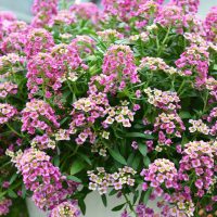 A dense cluster of blooming pink and white alyssum flowers with green leaves, growing in a garden setting.