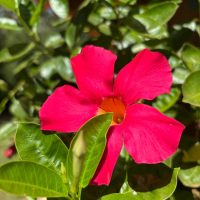 The Mandevilla Tourmaline Fuchsia in a 6" pot features vivid fuchsia blooms with five petals and yellow centers, highlighted by glossy green leaves for a striking display.
