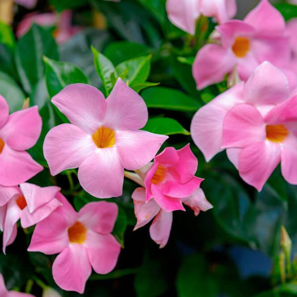 Mandevilla Tourmaline Rose blooms with clusters of pink flowers featuring yellow centers above glossy green leaves, presented in a 6" pot.