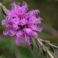 Close-up of a vibrant Melaleuca ‘Robin Red-Breast Bush’ in a 6” pot, showing bright purple flowers with long, curled petals and green leaves, set against a blurred green background.