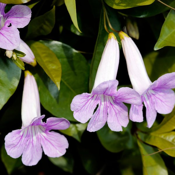 Close-up of Pandorea ‘Springbrook Belle’ flowers—light purple, trumpet-shaped blooms with green leaves—shown in a 6” pot.