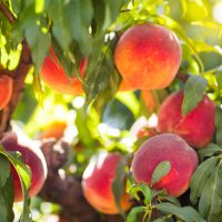 Several ripe peaches hang from a tree branch surrounded by green leaves, with sunlight filtering through the foliage.