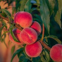 A cluster of ripe Prunus 'Fresno™ Peach' dwarf peaches grows on a tree branch with green leaves, bathed in warm sunlight.