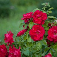 A cluster of vibrant Rose 'Megan Louise' bush blooms with green leaves, set against a blurred green background.
