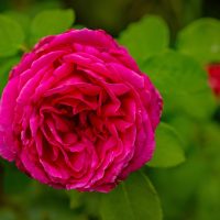 A close-up of a vibrant Rose 'Megan Louise' Bush Form in full bloom, showcasing its striking pink petals set against lush green foliage.