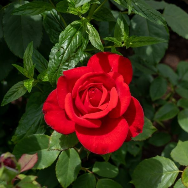 A single Rose 'Megan Louise' bush in full bloom displays vibrant red petals and lush green leaves, creating a striking presence in your garden.