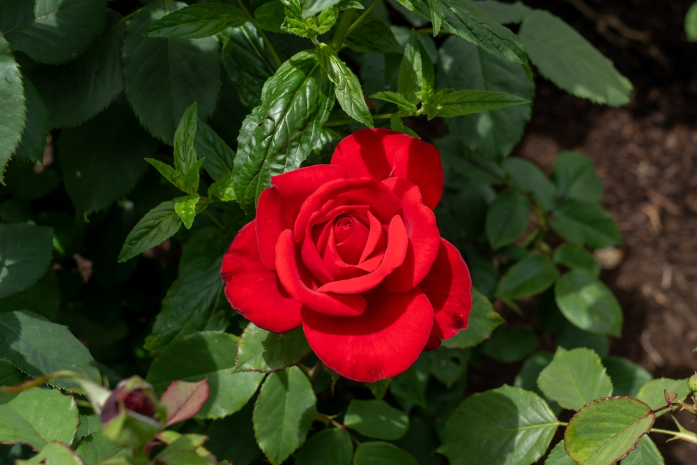 A single Rose 'Megan Louise' bush in full bloom displays vibrant red petals and lush green leaves, creating a striking presence in your garden.
