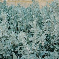 Dense, silvery-green foliage of Rhagodia 'Grey Edge' Saltbush 6" Pot grows closely together, providing lush coverage in front of a stone wall.
