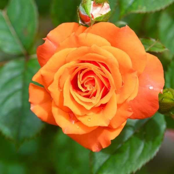 A vibrant orange Rose 'Magic Sunset' Bush Form in full bloom with dewy petals, surrounded by lush green leaves and a rosebud in the background.
