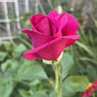 A close-up of a vibrant yellow Rose 'Midas Touch' Bush Form bud with green leaves and a blurred garden background.