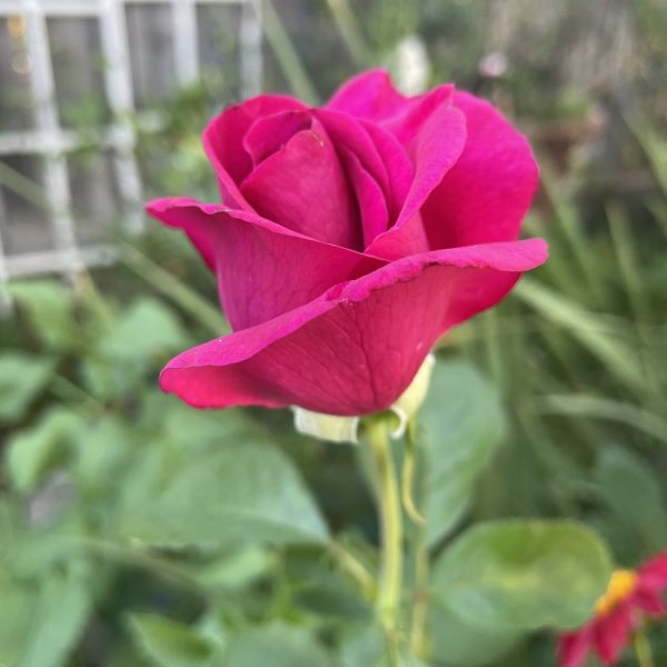 A close-up of a vibrant yellow Rose 'Midas Touch' Bush Form bud with green leaves and a blurred garden background.