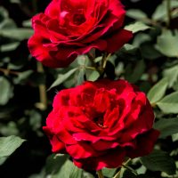 Two vibrant Rose 'Heartfelt' bush blooms with lush green leaves in the background, captured in natural sunlight.