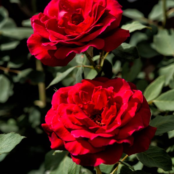 Two vibrant Rose 'Heartfelt' bush blooms with lush green leaves in the background, captured in natural sunlight.
