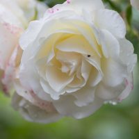 Close-up of a Rose 'Megan Louise' Bush Form in bloom, showcasing white petals with pink speckles, framed by green leaves and a softly blurred background.