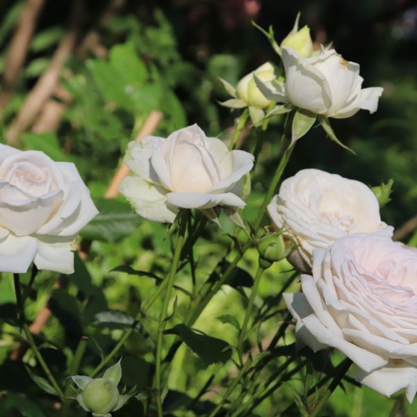 Several Rose 'Maggie™' Bush Form blooms, white and fully open, are shown in sunlight among green leaves and stems in a garden.