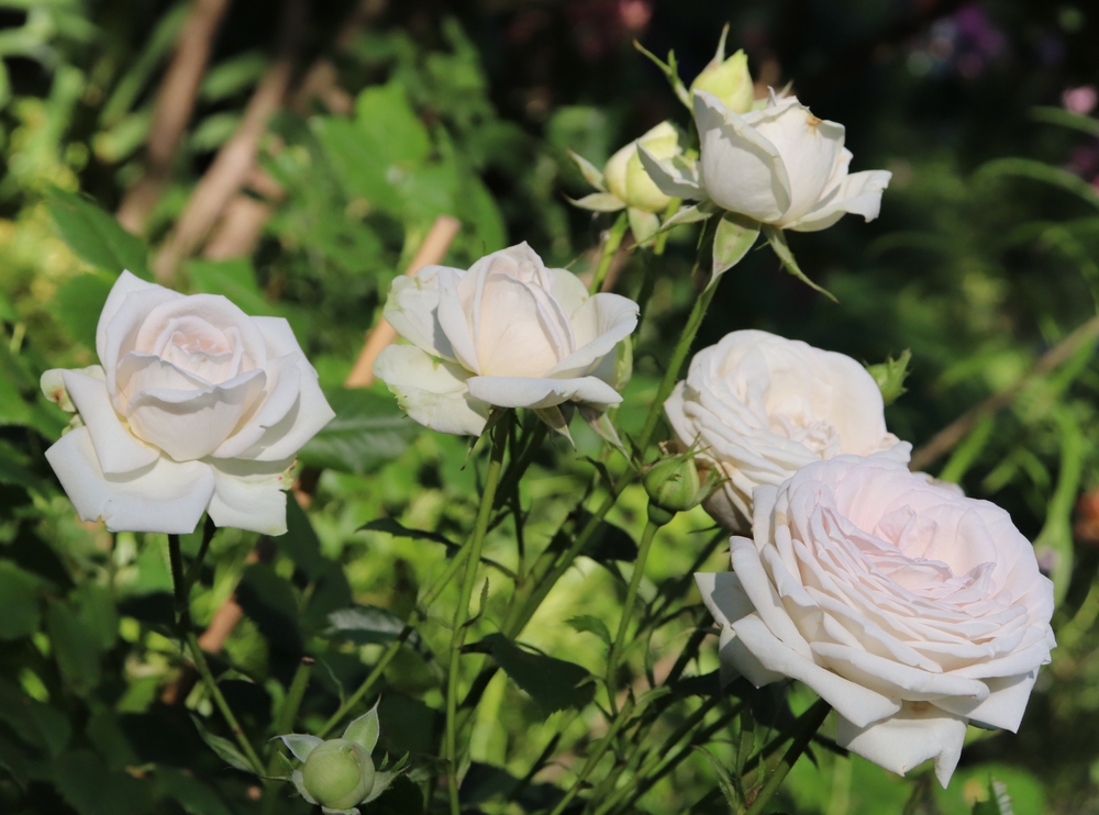 Several Rose 'Maggie™' Bush Form blooms, white and fully open, are shown in sunlight among green leaves and stems in a garden.