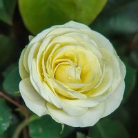 Close-up of a pale yellow Rose 'Maggie™' Bush Form with water droplets on its petals, surrounded by green leaves in the background.