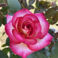 Close-up of a Rose 'Megan Louise' Bush Form in bloom, displaying pink and white petals with green leaves and a tree trunk in the background.