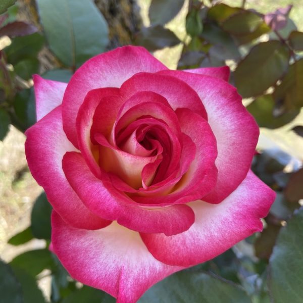 Close-up of a Rose 'Megan Louise' Bush Form in bloom, displaying pink and white petals with green leaves and a tree trunk in the background.