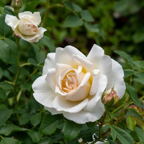 A Rose 'Megan Louise' Bush Form in full bloom is accompanied by a smaller rose and a bud, all set against lush green leaves.