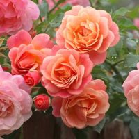 Clusters of peach and pink Rose 'Megan Louise' blooms in full display, set against vibrant green leaves with additional roses and foliage in the background.