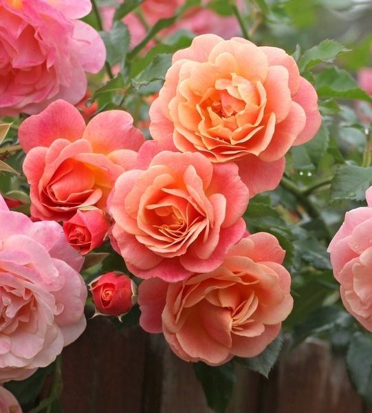 Clusters of peach and pink Rose 'Megan Louise' blooms in full display, set against vibrant green leaves with additional roses and foliage in the background.