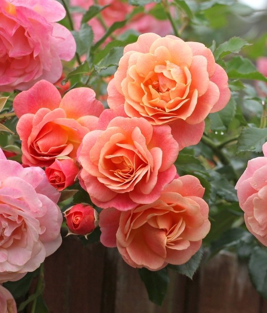 Clusters of peach and pink Rose 'Megan Louise' blooms in full display, set against vibrant green leaves with additional roses and foliage in the background.