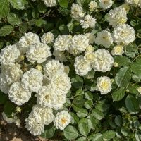 A cluster of Rose 'Megan Louise' Bush Form blooms, surrounded by lush green leaves.