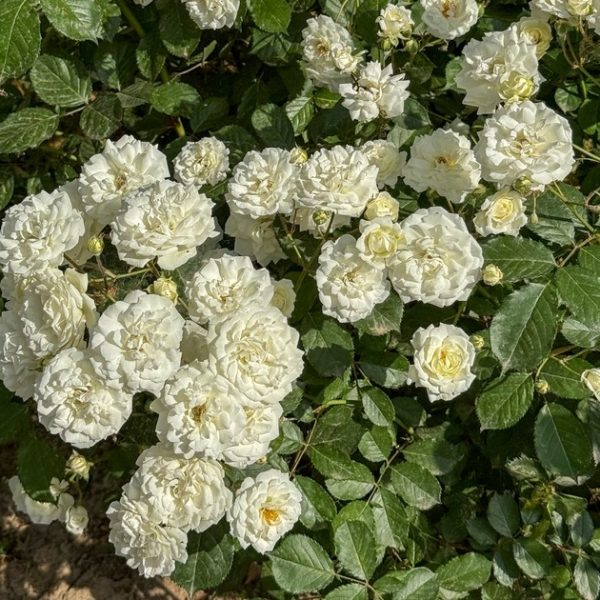 A cluster of Rose 'Megan Louise' Bush Form blooms, surrounded by lush green leaves.