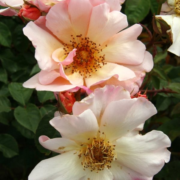 Three pale pink Rose 'Meg' Climbing Roses with yellow centers and visible stamens, surrounded by green leaves and unopened buds.