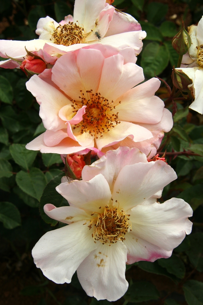 Three pale pink Rose 'Meg' Climbing Roses with yellow centers and visible stamens, surrounded by green leaves and unopened buds.