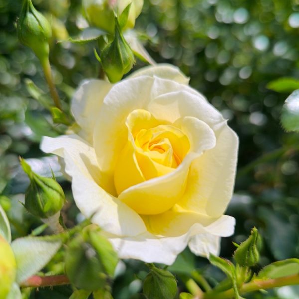 A close-up of a pale yellow Rose 'Megan Louise' Bush Form in bloom, surrounded by green leaves and unopened buds, with sunlight illuminating the petals.