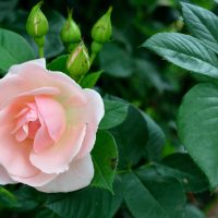 The Rose 'Megan Louise' Bush Form features light pink blooms in full display with three rosebuds, all set against lush green foliage.