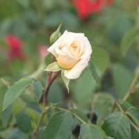 A pale yellow Rose 'Megan Louise' bush bud is surrounded by green leaves, with blurred red flowers in the background.