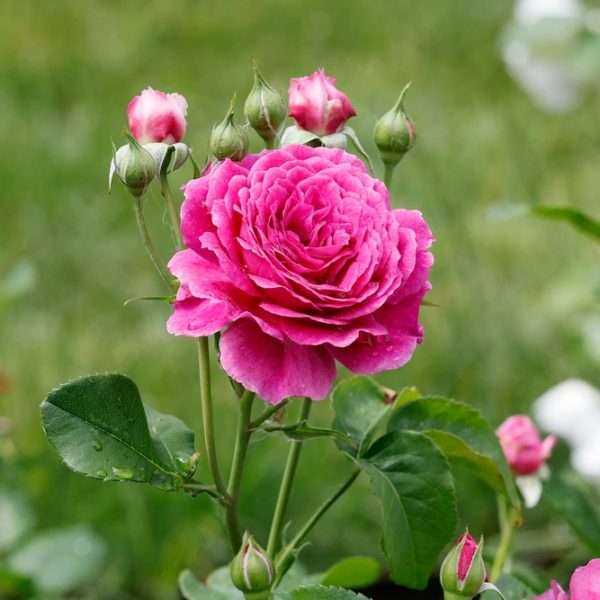 A vibrant Rose 'Megan Louise' bush in full bloom with several rosebuds and green leaves, set against a blurred grassy background.