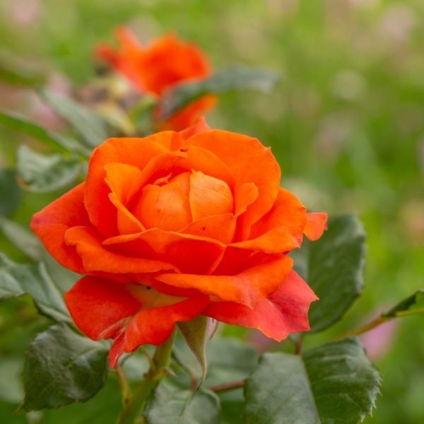 A close-up of a Rose 'Megan Louise' Bush Form bloom, displaying vibrant orange petals amid green leaves, set against a softly blurred green and pink background.