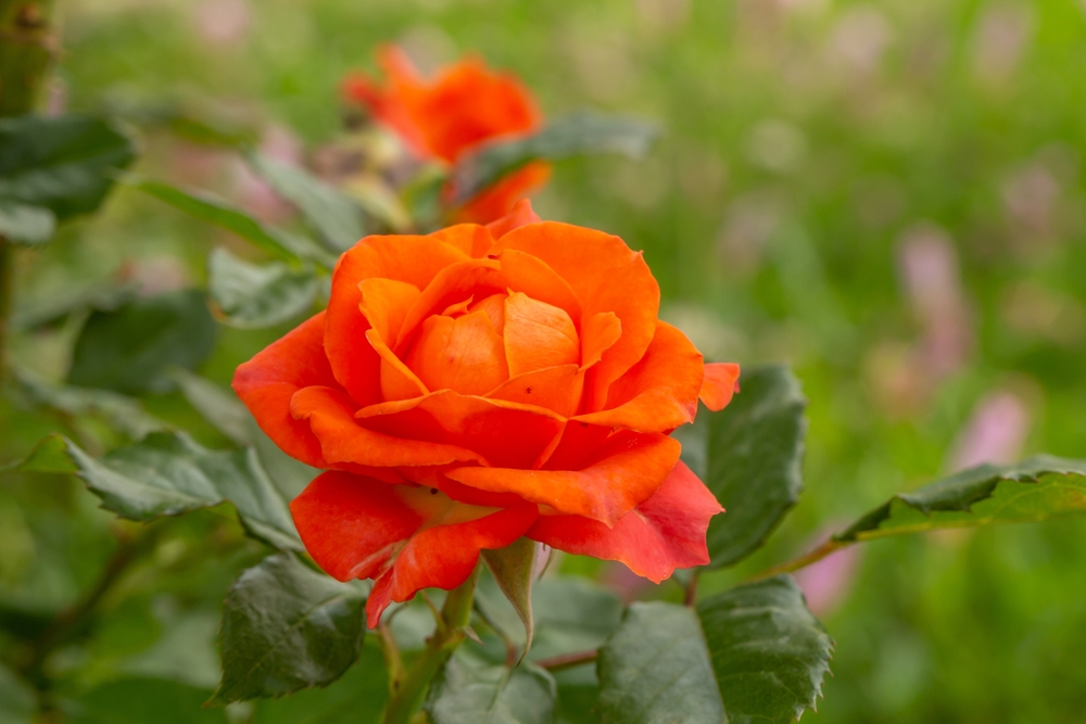 A close-up of a Rose 'Megan Louise' Bush Form bloom, displaying vibrant orange petals amid green leaves, set against a softly blurred green and pink background.