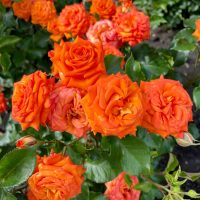 A cluster of vibrant Rose 'Megan Louise' Bush Form blooms in full display, surrounded by green leaves with dark soil in the background.