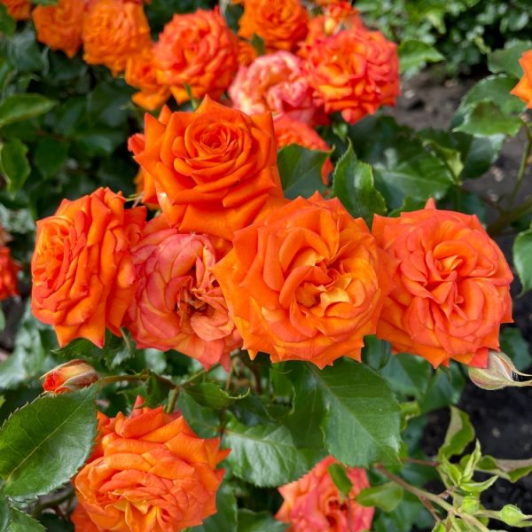 A cluster of vibrant Rose 'Megan Louise' Bush Form blooms in full display, surrounded by green leaves with dark soil in the background.