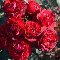 A cluster of vibrant Rose 'PS I Love You®' blooms with lush green leaves, captured outdoors in natural sunlight.