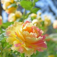 A close-up of Rose 'Megan Louise' Bush Form in full bloom, showcasing its vibrant yellow and pink petals among green leaves, with softly blurred roses in the background.