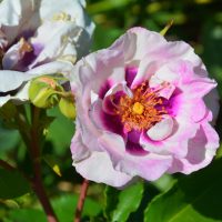 A close-up of a blooming Rose 'Paul Cezzane®' Delbard Bush Form, displaying its pink and white petals with a yellow center, surrounded by green leaves and buds.