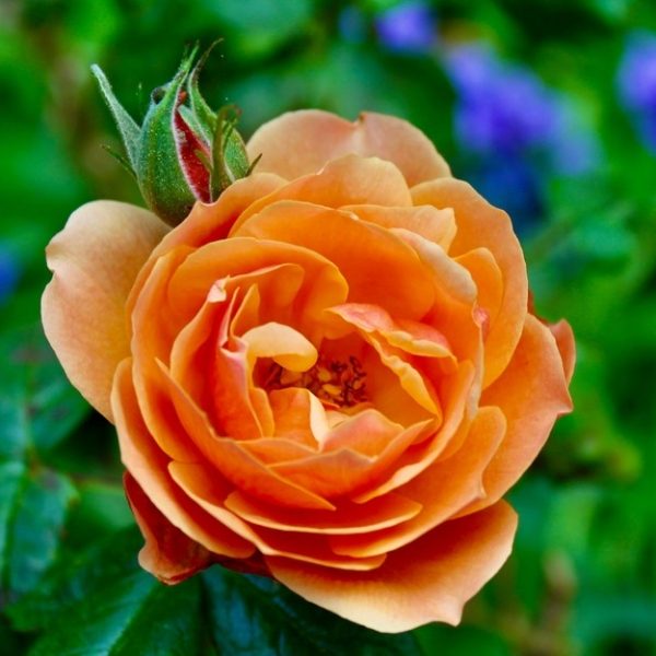 A Rose 'Paul Cezzane®' Delbard Bush Form, with vibrant orange petals in full bloom beside a closed bud, is surrounded by green leaves and blurred purple flowers in the background.