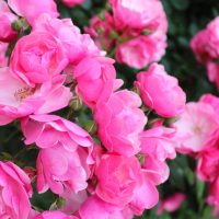 A cluster of vibrant Rose 'Paul Cezzane®' Delbard Bush Form blooms, with lush green leaves in the background.