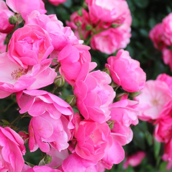 A cluster of vibrant Rose 'Paul Cezzane®' Delbard Bush Form blooms, with lush green leaves in the background.