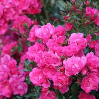 Clusters of vibrant pink 'Pink Forest Rose' 3ft Standard blooms stand out amid green leaves and unopened buds in the background.