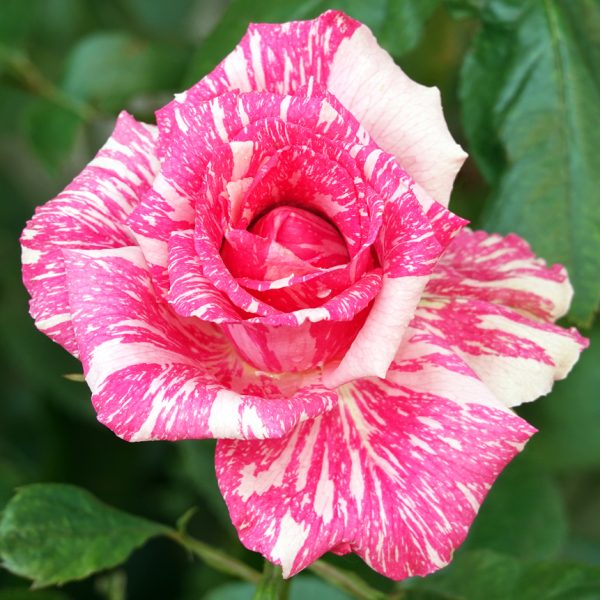 A close-up of a Rose 'Pink Illusion' Bush Form in bloom, showcasing its pink and white striped petals amid lush green leaves.