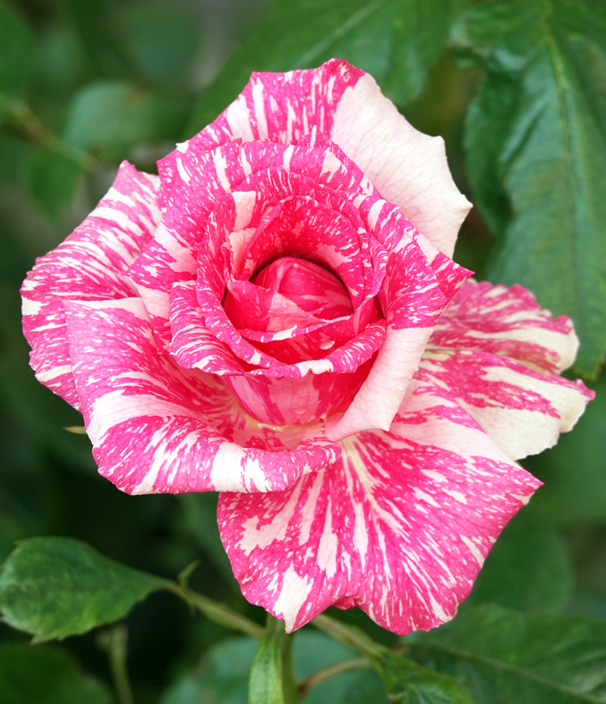 A close-up of a Rose 'Pink Illusion' Bush Form in bloom, showcasing its pink and white striped petals amid lush green leaves.